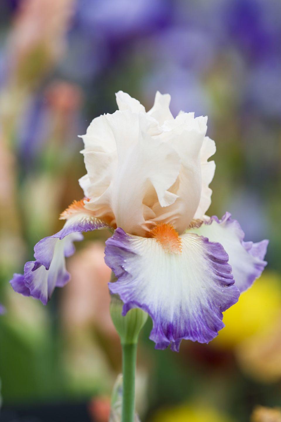 iris 'folie douce' cayeux flower