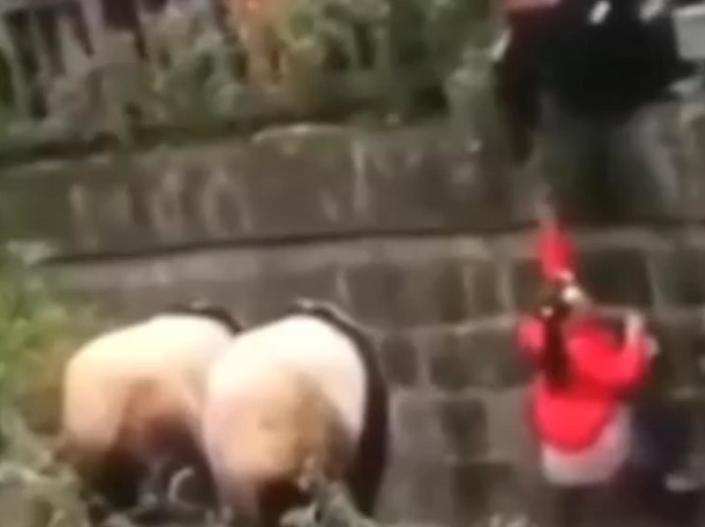 Young girl rescued after falling into panda enclosure at zoo in China