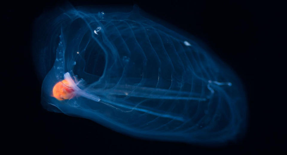 Sea salps can be seen almost glowing in the dark, with a white skeleton-like exterior.