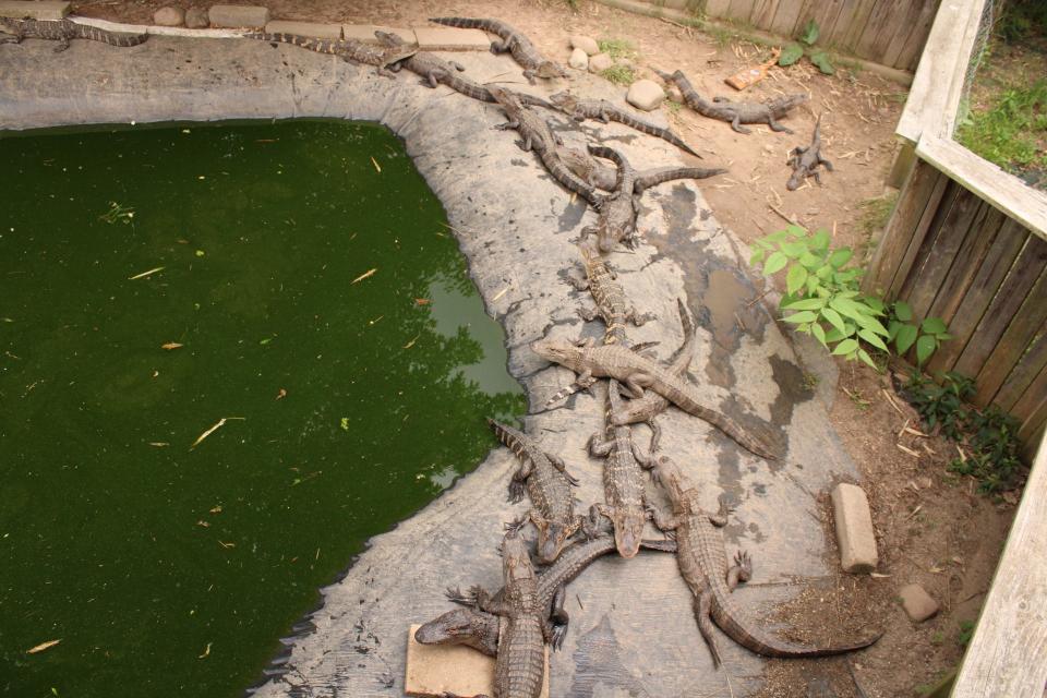 Several alligators enjoy the intermittent afternoon sun Wednesday, June 1, at Critchlow Alligator Sanctuary in Athens Township.