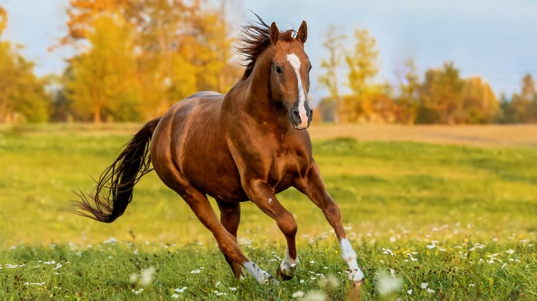 Horse cantering in field