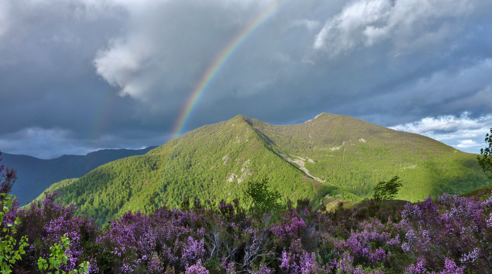 Renaturalización de brezales y bosques en el puerto del Connio, Asturias. Mario Quevedo de Anta, Author provided