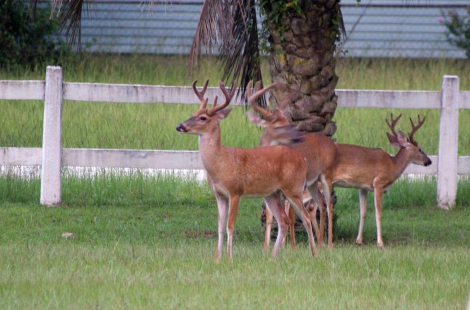 Three large bucks with antlers still in velvet forage beneath a Pindo Palm tree for its aromatic fruit.