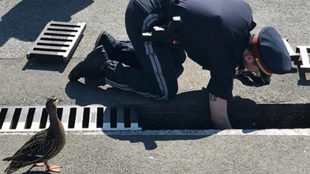 Die Entenmutter lässt den Polizisten bei der Rettungsaktion nicht aus den Augen. Foto: LPD Wien