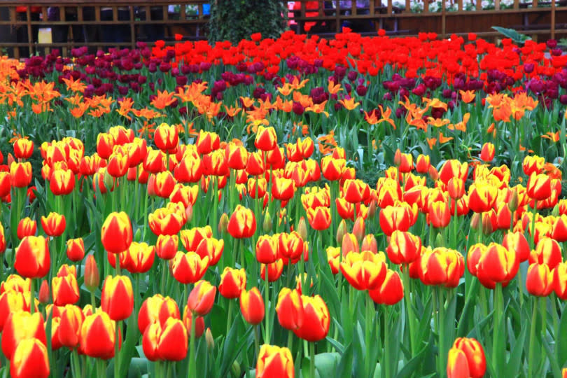 鬱金香花海。（圖／杉林溪森林生態渡假園區提供）