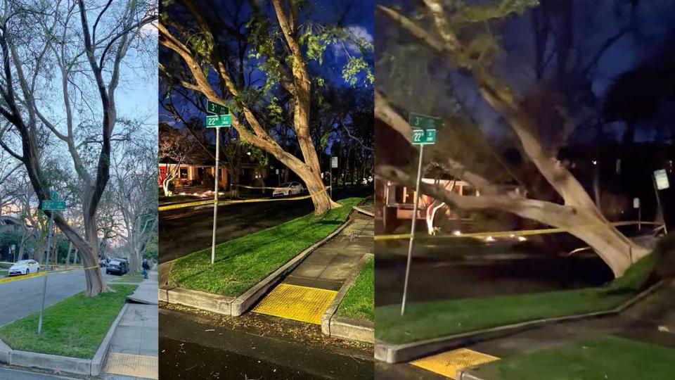 In a series of photos provided by Curtis Park resident Stephenee Borelli, a large tree is seen tilting before it fell over around 7:30 p.m. Sunday, Feb. 4, 2024, at 3rd Avenue and 22nd Street. Extreme winds knocked down trees and power lines across the Sacramento region as the second of two powerful storms raked Northern California on Sunday.