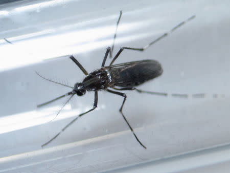 An edes aegypti mosquito is seen inside a test tube as part of a research on preventing the spread of the Zika virus and other mosquito-borne diseases at a control and prevention center in Guadalupe, neighbouring Monterrey, Mexico, in this March 8, 2016 file photo. To match Insight HEALTH-ZIKA/NERVES REUTERS/Daniel Becerril/Files