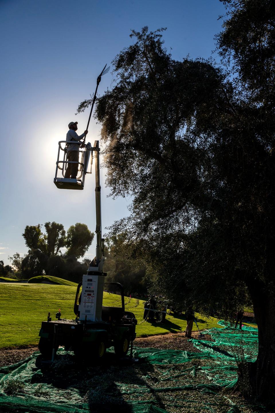 Workers shake olives from the trees during the one-day public olive harvest at the Annenberg estate at the Sunnylands Center and Gardens in Rancho Mirage, Calif., on Tuesday, Nov. 14, 2023.