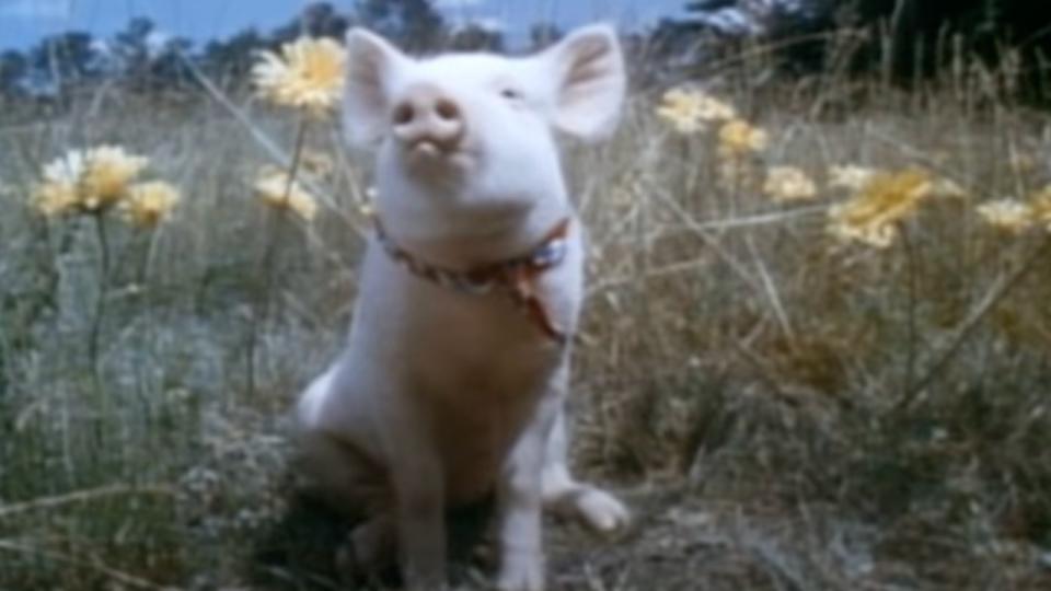 <p> There's only one pig that ruled the 90s and his name was Babe. Gordy was the lesser film of the two, bringing in lower positive reception and the general consensus over time that it wasn't anywhere close to <em>Babe</em> in terms of quality. There's no real nostalgic reason to watch this one as an adult unless you like suffering. </p>