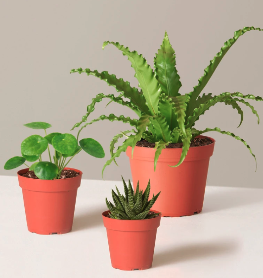 Pet-Friendly Plant Parent Set, gifts for mom