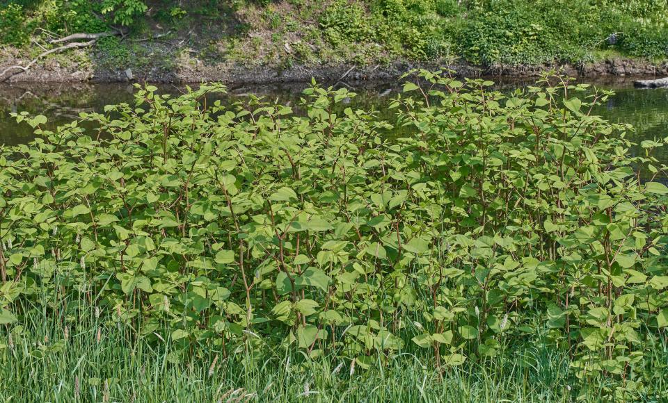 Japanese Knotweed (Fallopia japonica) at Wupper River,Bergisches Land,Germany