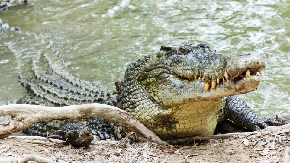  Close up of saltwater crocodile as it emerges from water with a toothy grin. The crocodile’s skin colorings and pattern camoflage the animal in the wild. 