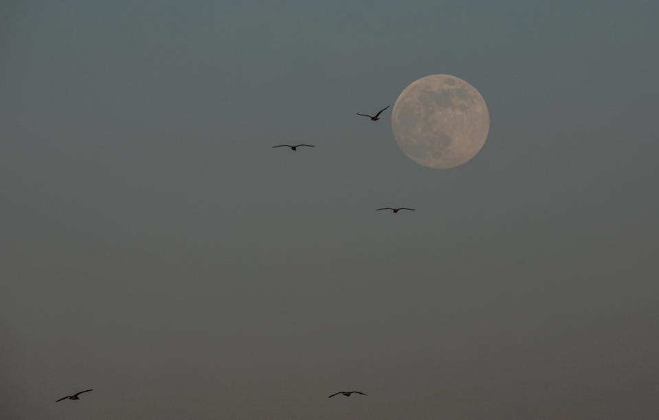 The moon rises over Worthing Pier in West Sussex, ahead of the final supermoon of the year.