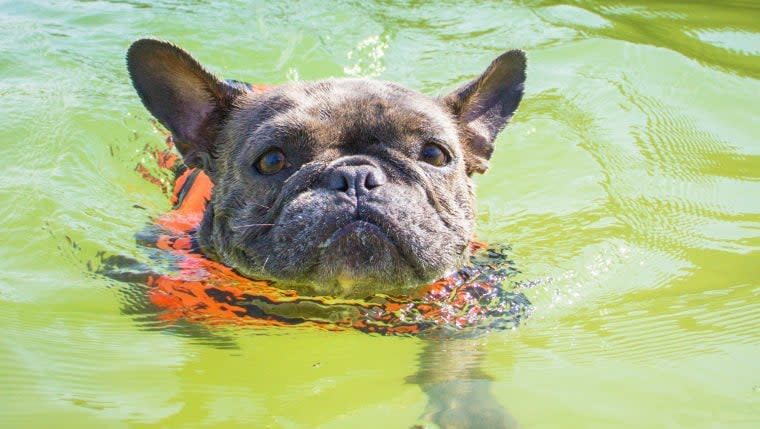 2 Dogs and Man Rescued by US Coast Guard After Sailboat Wreck