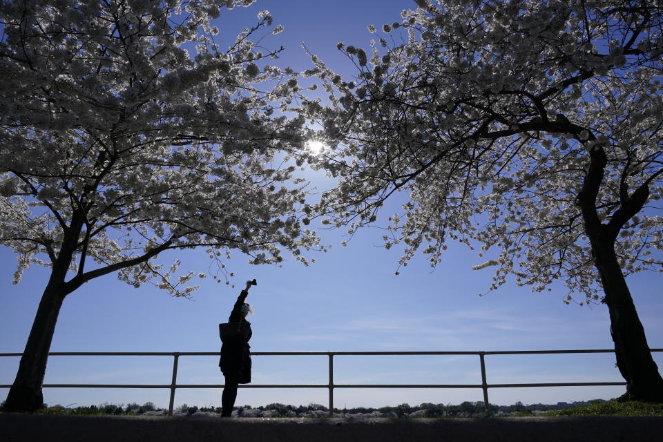 A person photographs Yoshino cherry trees that are in full bloom around the Tidal Basin in Washington, Tuesday, March 30, 2021. The 2021 National Cherry Blossom Festival celebrates the original gift of 3,000 cherry trees from the city of Tokyo to the people of Washington in 1912. (AP Photo/Susan Walsh)