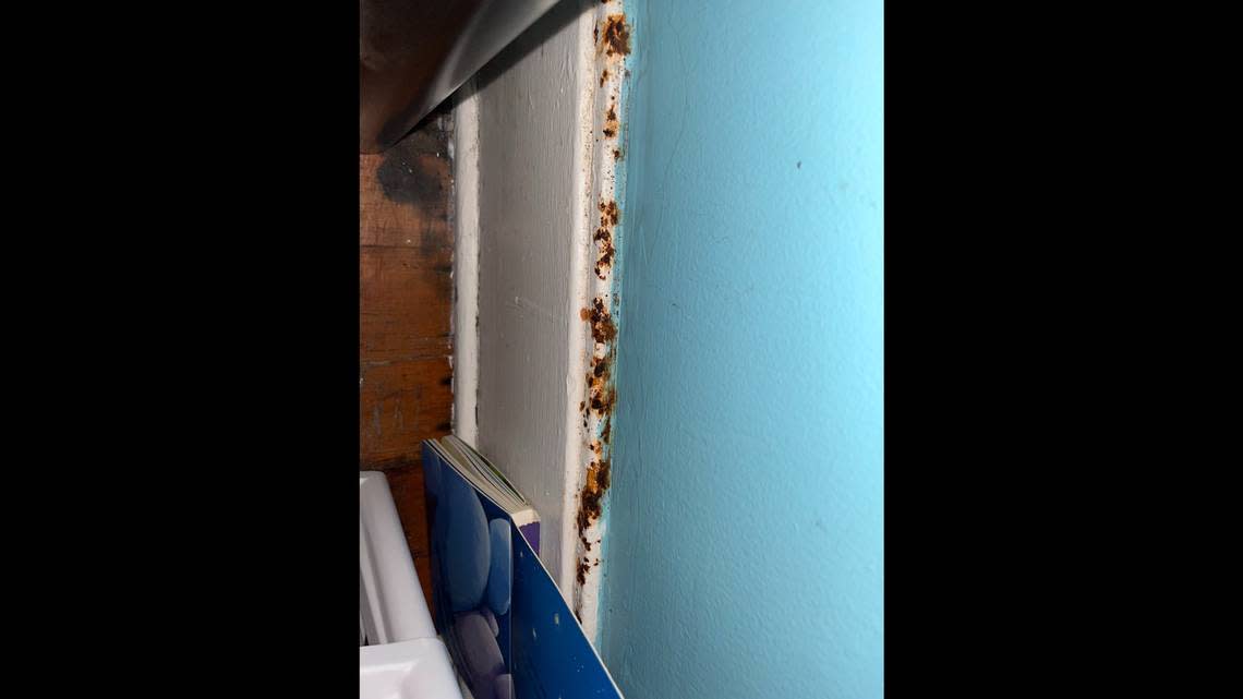 Mold growth is seen at a rental property managed by Lakeway Realty on N. Forest Street in Bellingham, Wash.