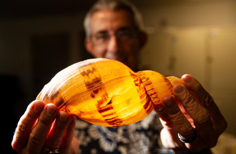 Jose H. Leal, Ph.D. Science Director & Curator of the Bailey-Matthews National Shell Museum & Aquarium on Sanibel displays a Odontocymbiola simulatrix Leal & Bouchet, 1989, AKA the "Similar VoluteÓ on Friday, Feb. 2, 2024. The volute was discovered by Leal and a colleague, Philippe Bouchet, Ph.D. during a month long research trip off the coast of Brazil in 1987. It was named by them in 1989.