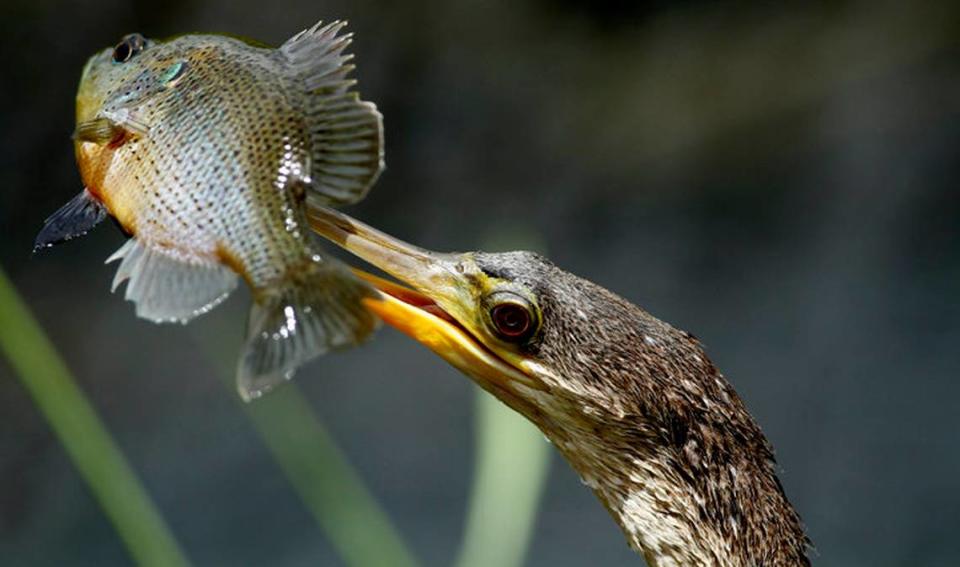 A small fish hangs on the bill of an anhinga after the bird speared it, while fishing underwater in The Anhinga Trail section of Everglades National Park near Homestead, Fla. Wednesday, June 30, 2010. The anhinga is the one of the best fresh water diving bird. It slips beneath the water surface quietly, barely making a ripple and fishes for its food. It eats fish, frogs, eggs, and even small alligators. After spearing the fish it flipped it off its bill and swallowed it.