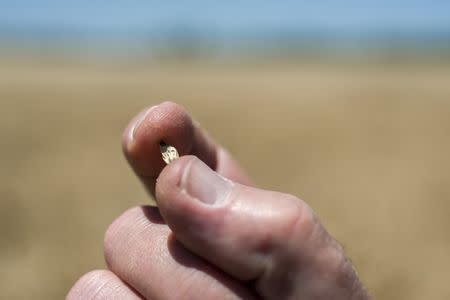 A grain of Kebari barley is shown in a field of the crop in Cowra, Australia, November 30, 2015. REUTERS/CSIRO/Handout via Reuters