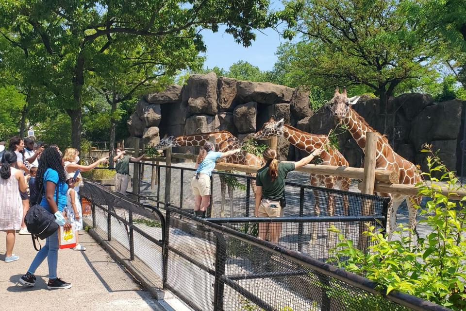 Zoo staff at the Giraffe Feeding Experience at the Philadelphia Zoo