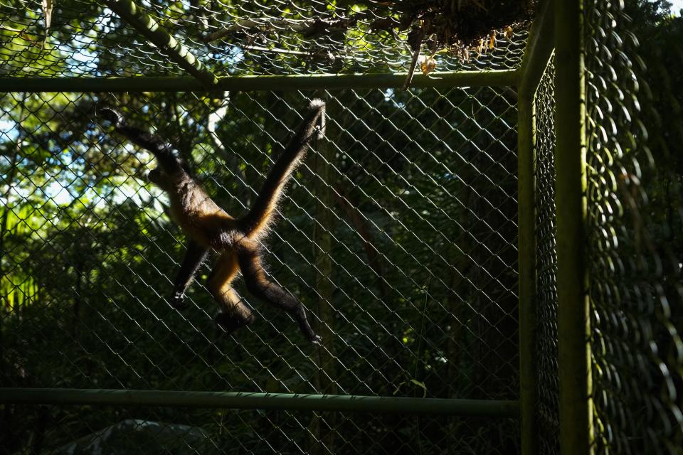 Un mono araña se balancea dentro de una jaula en un centro de rehabilitación del Ministerio del Medio Ambiente que protege a los animales salvajes rescatados de las redes de tráfico ilícito, en Ciudad de Panamá, el viernes 23 de septiembre de 2022. (AP Foto/Arnulfo Franco)