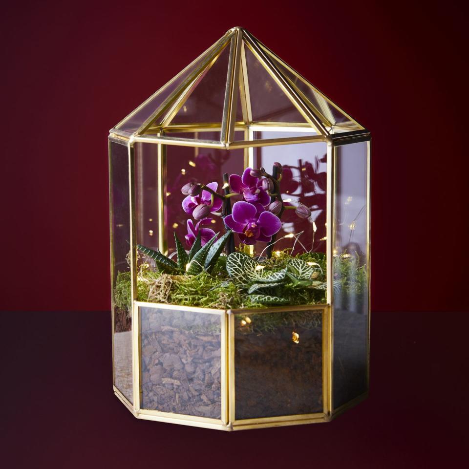 <p>This gold-coloured terrarium contains a mini <a href="https://www.housebeautiful.com/uk/lifestyle/tips/a879/orchids-care-maintenance-tips/" rel="nofollow noopener" target="_blank" data-ylk="slk:orchid;elm:context_link;itc:0;sec:content-canvas" class="link ">orchid</a> and foliage plants, along with decorative string lights. It's the perfect Christmas centrepiece and it's at the top of our wish list!</p>