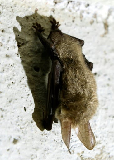 The new coronavirus may have originated in bats