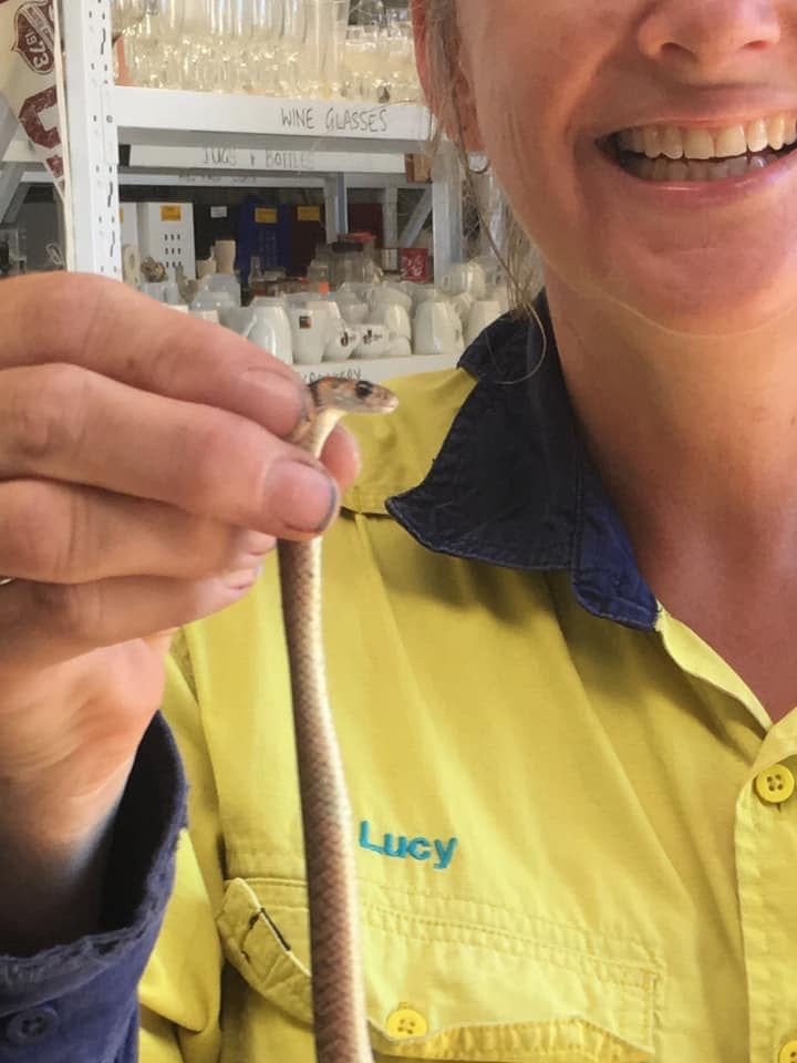 Lucy was oblivious to the fact she was holding a deadly eastern brown snake. Source: Facebook/Sunshine Coast Snake Catchers