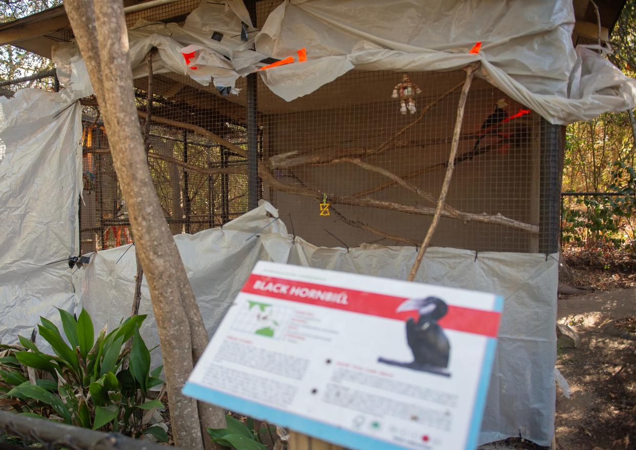 Tarps are used to keep wind from entering the cage of the Black Hornbill to keep the bird warmer at the Jackson Zoo in Jackson on Tuesday. Jackson City Council mentioned the idea to shut down the Jackson Zoo during budget talks in September.