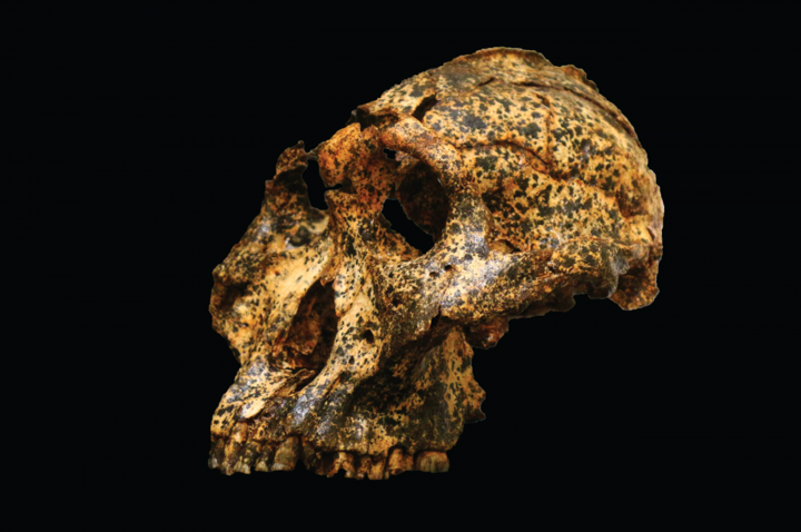 The rare, male fossil from the Drimolen Main Quarry north of Johannesburg, South Africa. Found by researchers at La Trobe University in Melbourne, Australia (La Trobe University)