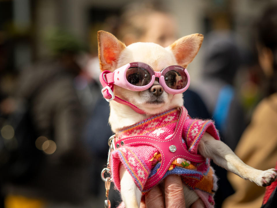 Millionen Menschen - und auch einige Vierbeiner, haben in Mexiko, den USA und Kanada am Montag eine totale Sonnenfinsternis erlebt. Dieser sehr modische Hund mit einer Sonnenbrille hat offenbar auch zugeschaut. (Foto: Carlos Chiossone/SOPA Images via ZUMA Press Wire/dpa )