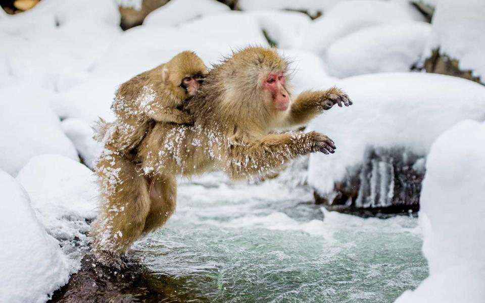 Snow Monkeys in Japan