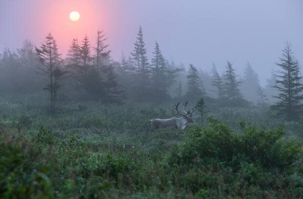 Darcy Peel, the director of the provincial Caribou Recovery Program, says mining, logging and recreational industry as well as the provincial, federal, municipal and Indigenous government needs to work together to save B.C.'s caribou from extinction.  (Submitted by Brad James - image credit)