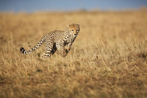 cheetah - Credit: istock