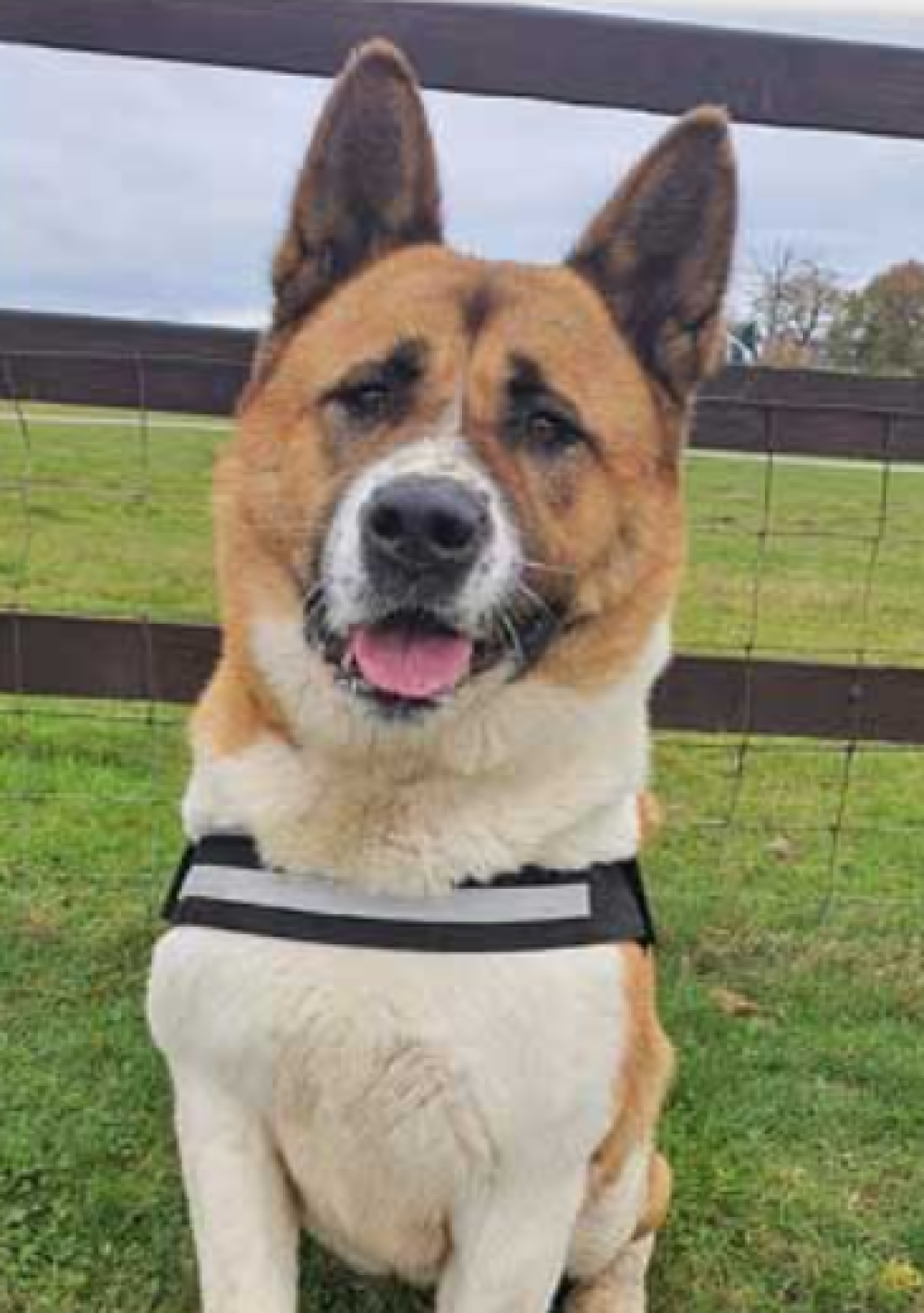 Cindy the dog at Hillside Animal Sanctuary