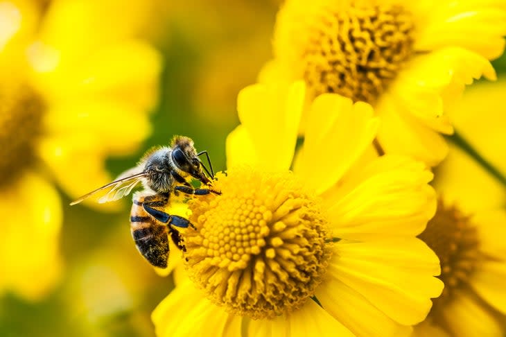 <span class="article__caption">Bee stings are a common cause of allergic reaction for hikers.</span> (Photo: (c) Philippe LEJEANVRE/Moment via Getty Images)