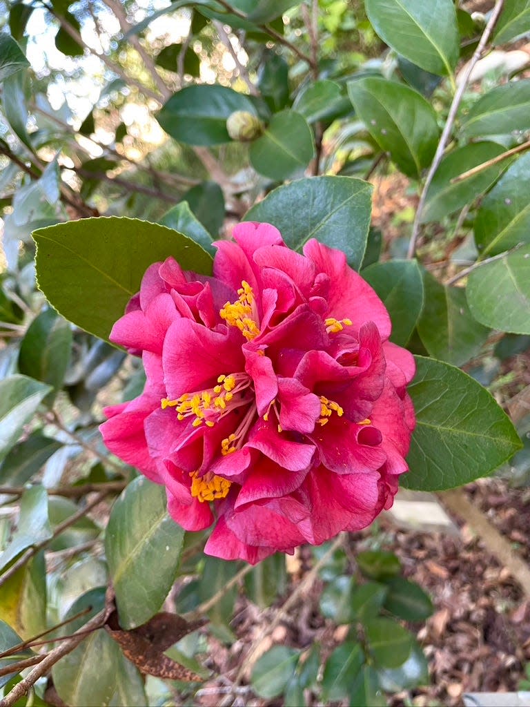 ‘Mr. J.D.’ camellia japonica blossom.