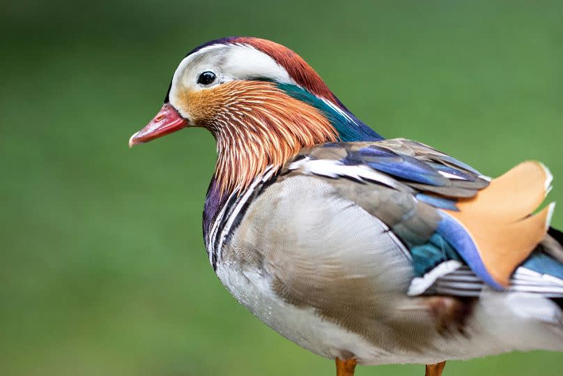 Echa un vistazo a aves inusuales como este pato mandarín en Lange Erlen.