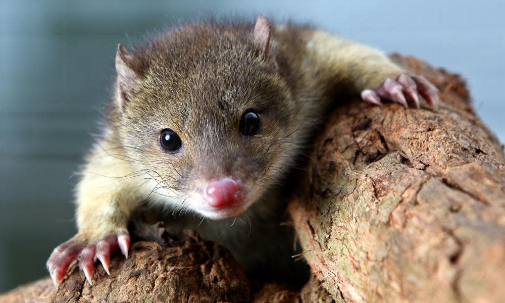 The Law Council of Australia has called for reforms to reverse the decline in native species, such as the tiger quoll. 