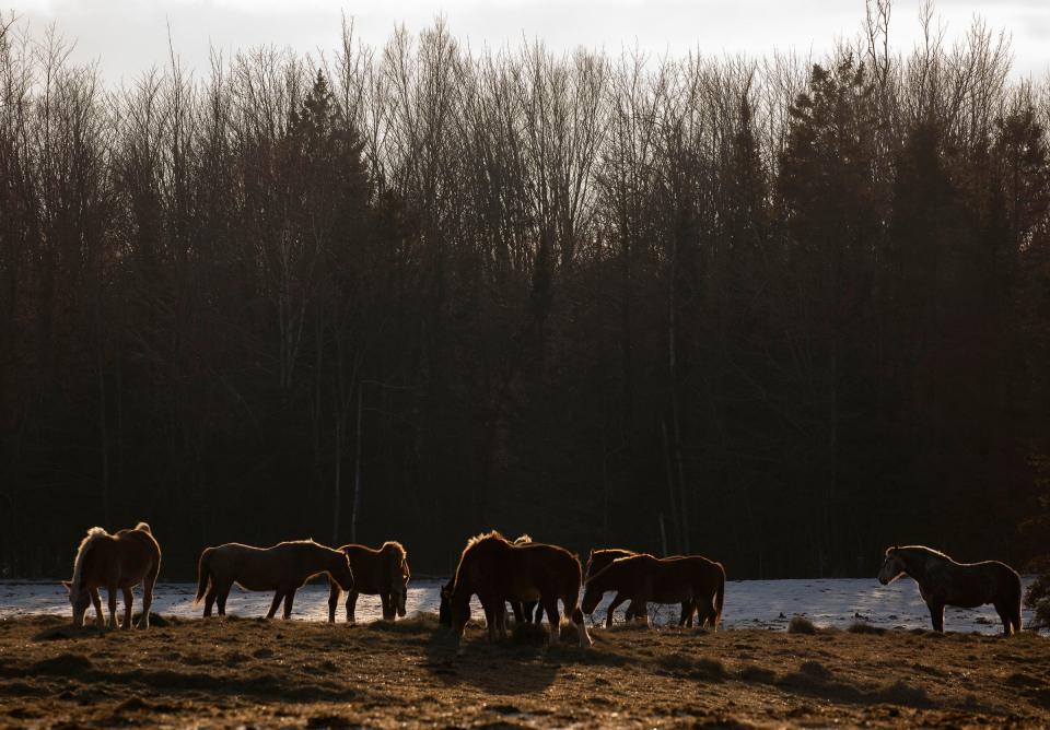 Horses relax in a pasture near Pickford in the Upper Peninsula on Sunday, April 3, 2022. The horses are part of the herd owned by Mackinac Island Carriage Tours and are about to begin their summer of working on the island. These draft horses pull carriages and move freight around the island.