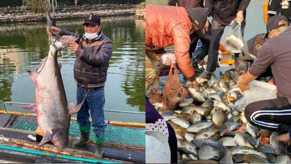 比小朋友高，公園撈出巨大怪魚。（圖／下營玄天上帝廟提供）