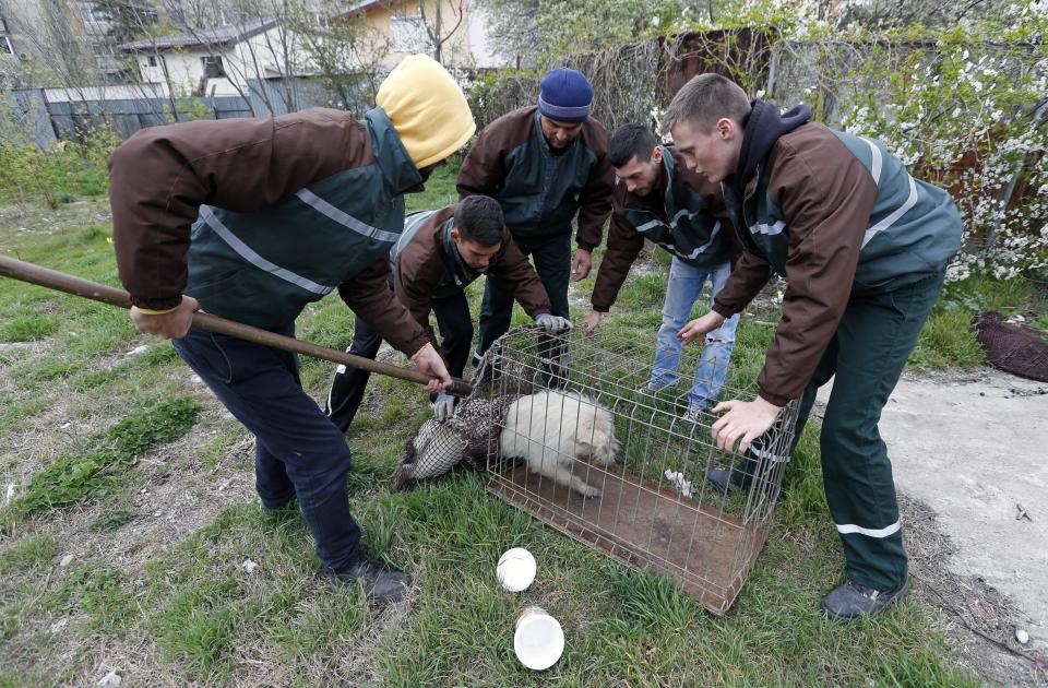 A stray dog is taken from the street by dog catchers in Bucharest