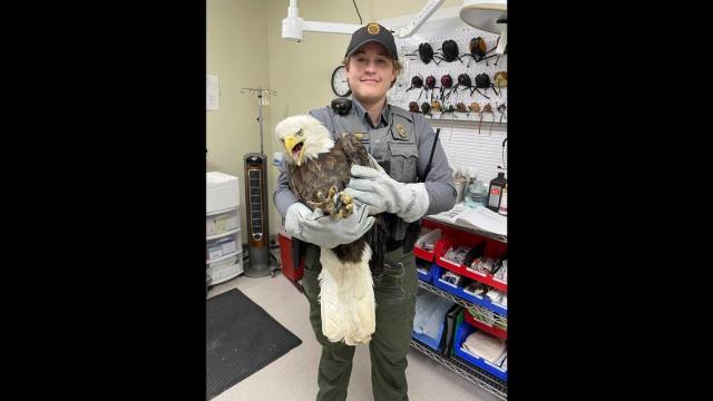 Bald eagle 'likely hit by a car' while hunting for food, Missouri