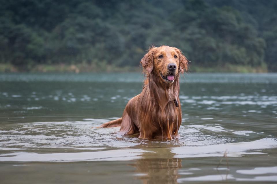 Dog owners should be aware of where they take their dogs swimming, experts have warned.