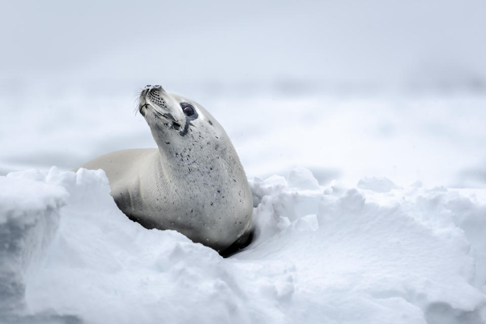 A Crabeater seal at Wauwermans Islands, Antarctic Peninsula. It has its head up and there is snow beneath it.