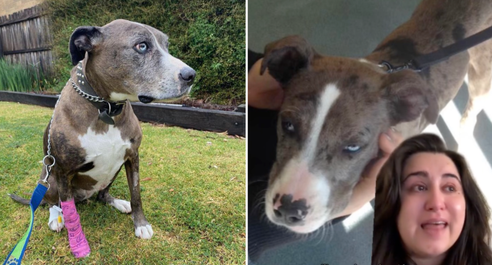 Two images. Left is of Luna today, sitting outside with a bandage on one of her legs. Luna is a brown short haired dog with white on her tummy and nose. Right image is of a younger Luna in the background with Soraya's face in the foreground speaking about what happened.