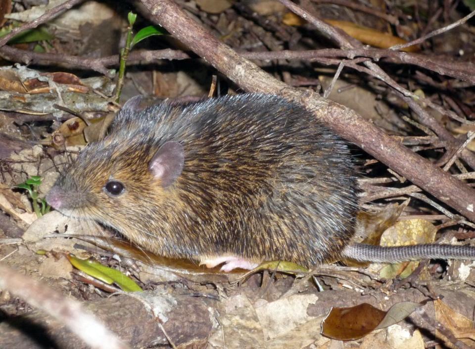 The Amami spiny rat (Tokudaia osimensis) is endemic to the Japanese island of Amami Ōshima. <a href="https://www.global.hokudai.ac.jp/blog/novel-sex-determination-mechanism-revealed-in-mammals/" rel="nofollow noopener" target="_blank" data-ylk="slk:Asato Kuroiwa;elm:context_link;itc:0;sec:content-canvas" class="link ">Asato Kuroiwa</a>