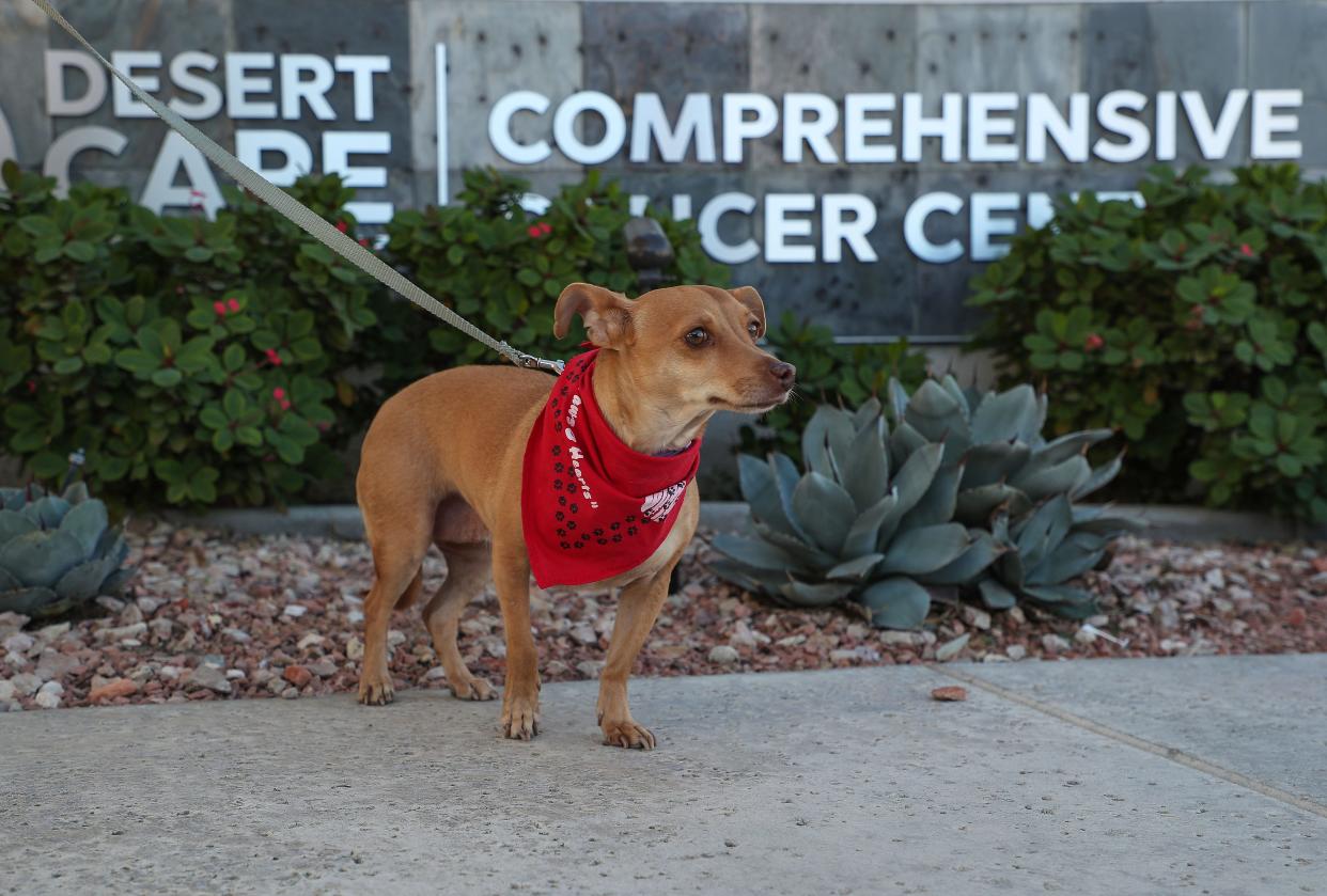 Winston Gieseke volunteers with his dog Ernie Banks at the Desert Care Network's Comprehensive Cancer Center at Desert Regional Medical Center in Palm Springs on Nov. 17.