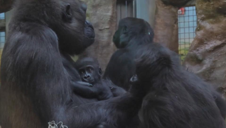 克里夫蘭都會公園動物園的母大猩猩「佛萊迪」主動接觸、抱起潔米拉，這是潔米拉出生後第一次被母猩猩擁抱。翻攝臉書Cleveland Metroparks Zoo