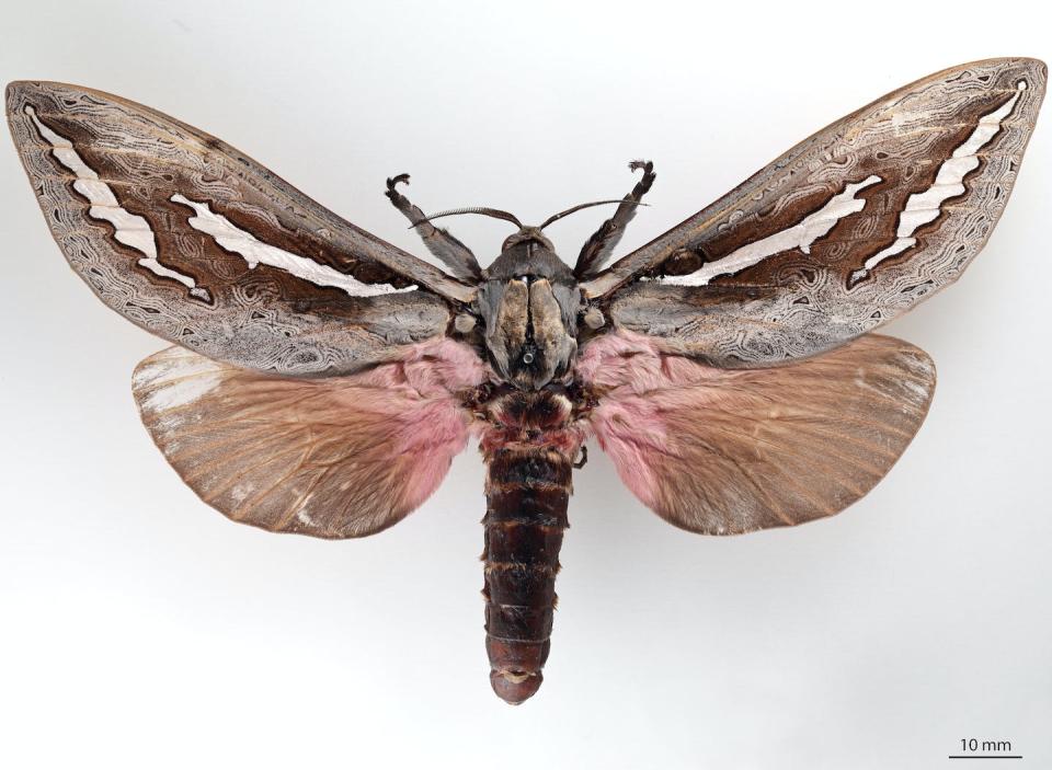 Among heaviest moths, the species <em>Abantiades hydrographus</em> is endemic to Western Australia and a member of the hepialidae family. Michael Moore